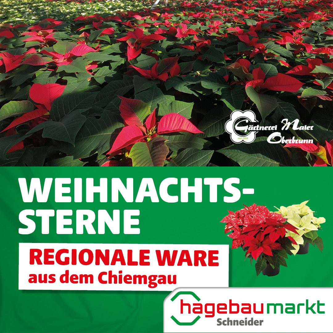 Weihnachtssterne