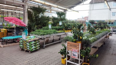Hagebaumarkt Freilassing Palmen, Stand und Zitrusfrüchte im Gartencenter
